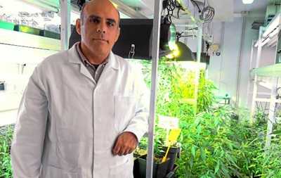 В Испании ученые создали первую "легальную" марихуану