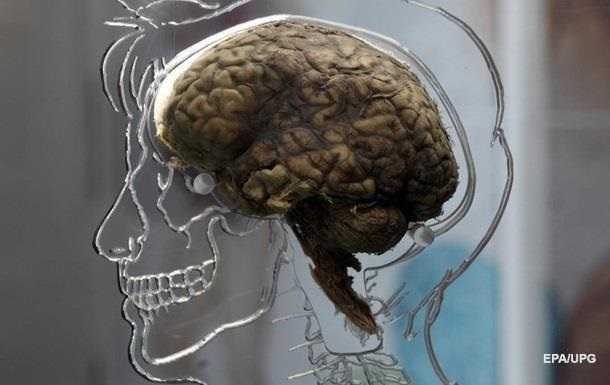 Ученые впервые детально сняли работу мозга