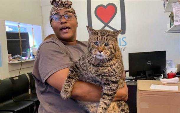 В США приют ищет хозяина для 12-килограммового кота