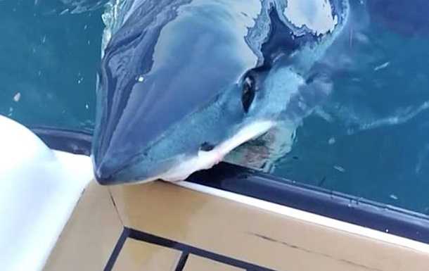Агрессивная акула вцепилась в дорогую яхту и попала на видео