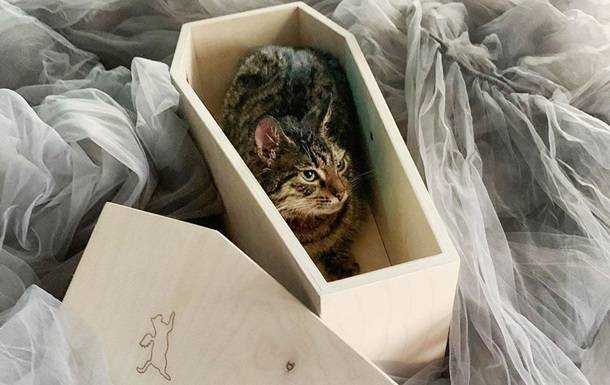В Москве открылся магазин с гробами для котов