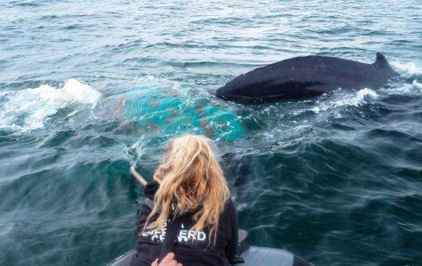 У берегов Мексики спасли горбатого кита