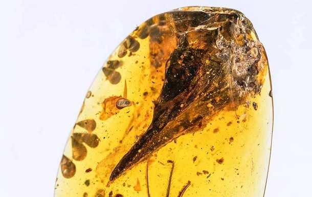 Череп динозавра-"колибри" найден в янтаре