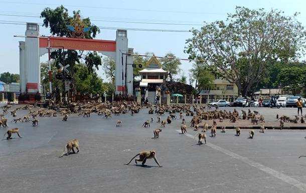 В Таиланде сотни голодных обезьян устроили драку