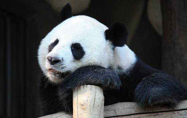 В зоопарке Гонконга панды спарились впервые за 10 лет из-за карантина