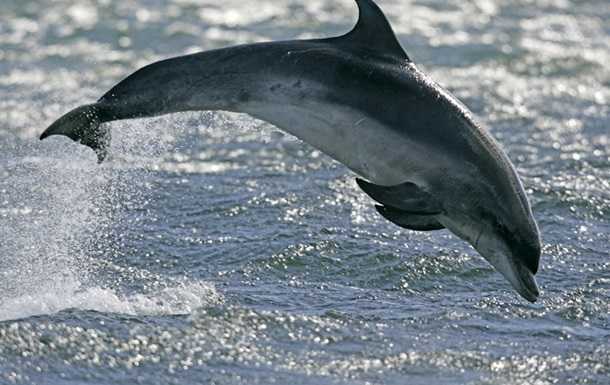 Под Николаевом спасли редкого дельфина