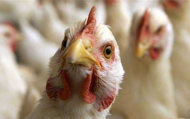 В Полтавской области на птицефабрике погибли 600 тысяч кур