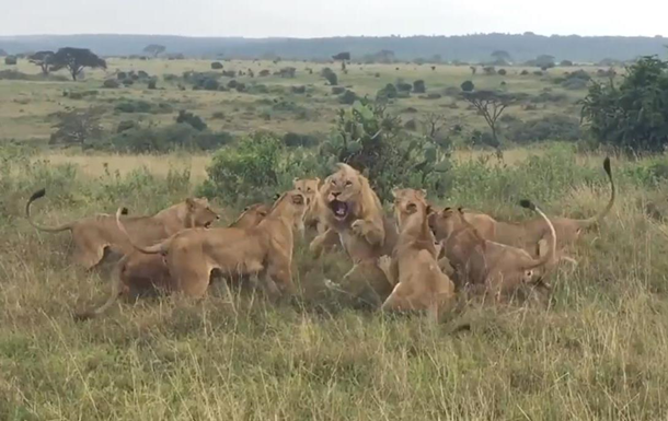 Нападение стаи львиц на льва попало на видео