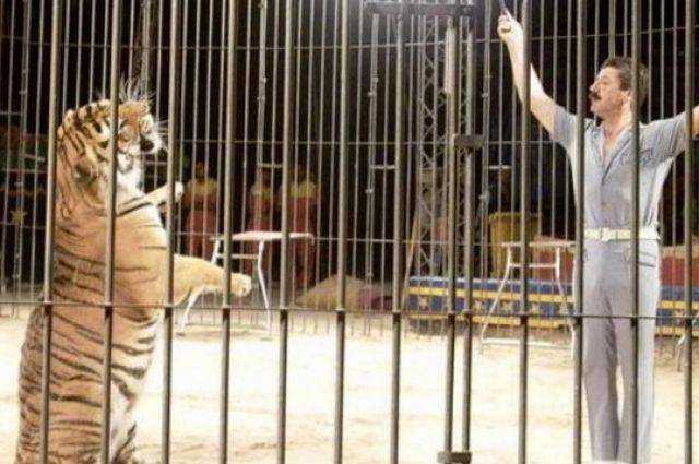 Трагедия на арене: четыре тигра загрызли всемирно известного дрессировщика