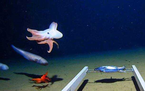Ученые сняли осьминога на рекордной глубине