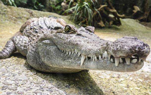 Крокодил заживо съел мужа на глазах у жены