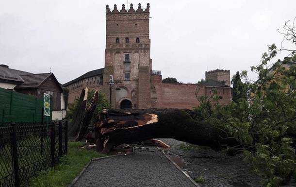 В Луцке рухнул знаменитый 200-летний Лесин ясень
