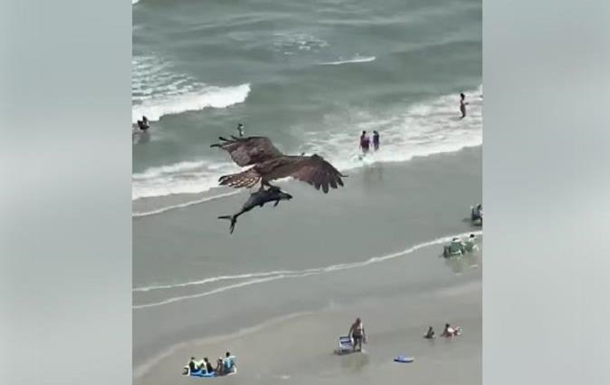 На видео сняли, как орел выхватил акулу из моря