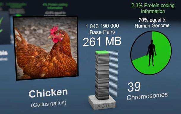 На 70% вы - курица: в сети показали видео о генах