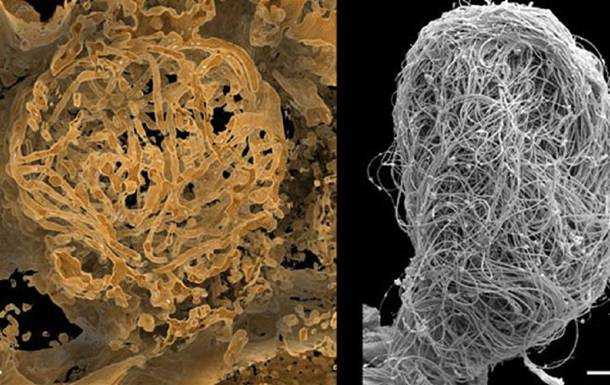 Найдена сперма возрастом более 100 млн лет
