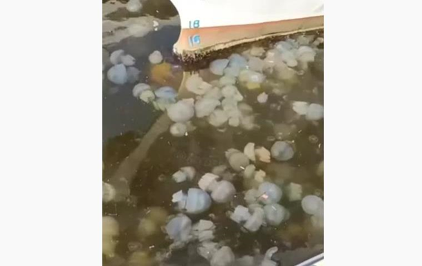 В Одессе массовое нашествие медуз