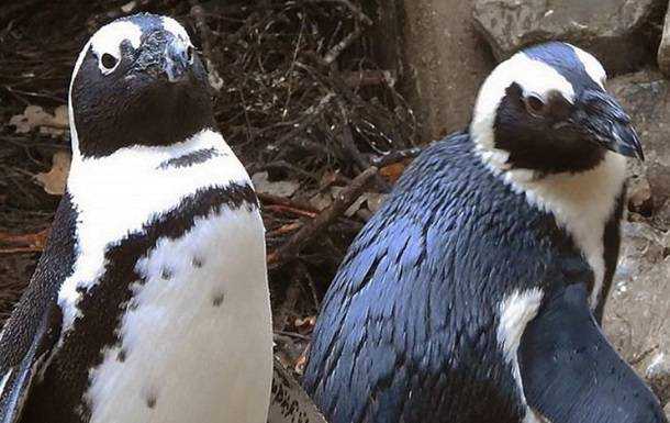 В Нидерландах пингвины-геи выкрали яйцо у пингвинов-лесбиянок