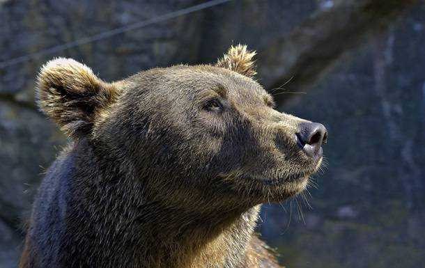 В Японии растет число нападений медведей на людей
