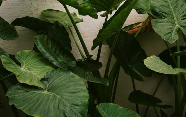 Флорист назвал опасные для человека домашние растения