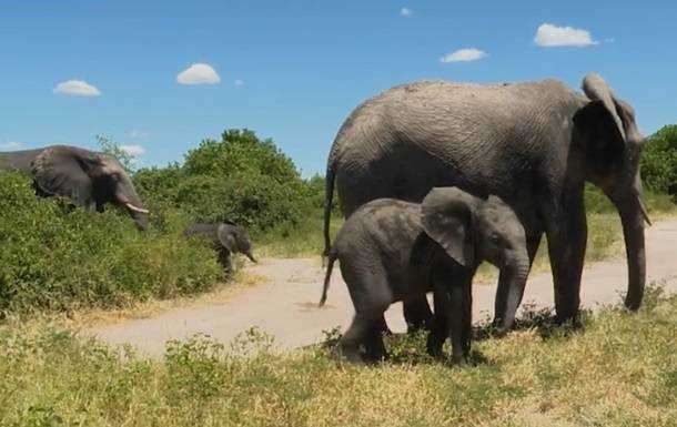 Власти Намибии продают десятки слонов с аукциона