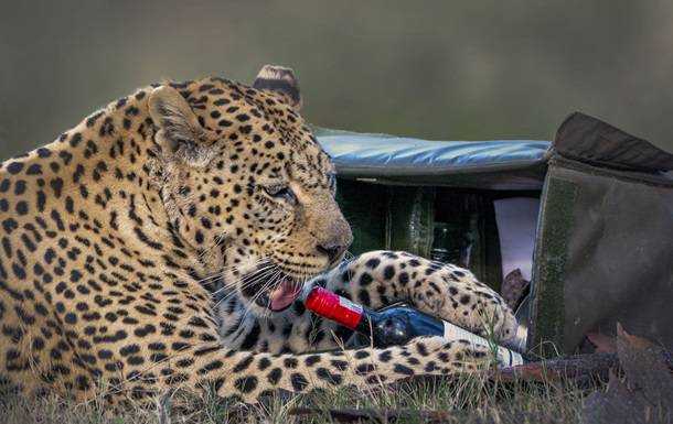 Леопард украл у отдыхающей пары бутылку вина и бокал
