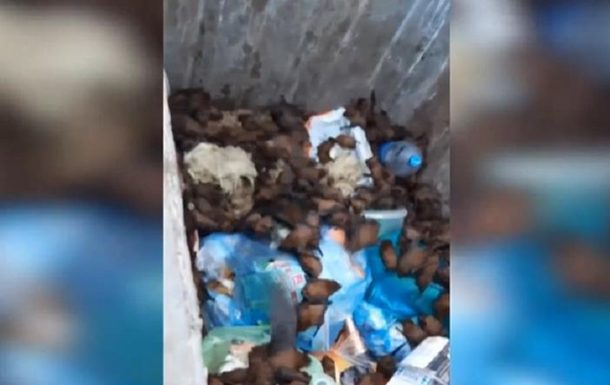 В Запорожье спасли выброшенную в мусор колонию летучих мышей