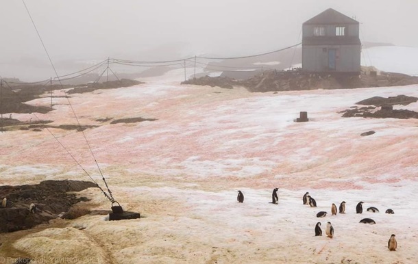 Снег вокруг украинской антарктической станции стал розовым: показали фото