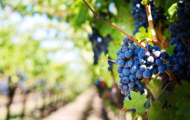 У Криму традиційні сорти винограду під загрозою зникнення