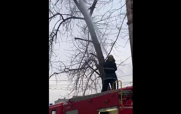 Рятувальники Кривого Рогу збили водою кішку з дерева