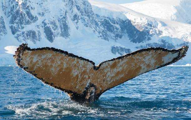 В Антарктиді полярники розбудили кита