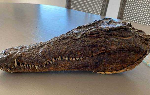 У Новій Зеландії продають голову крокодила, убитого принцом Філіпом