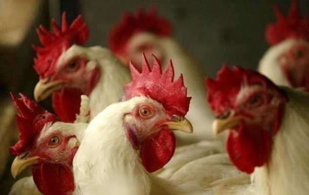 Через спалах пташиного грипу в Польщі знищать мільйони птахів