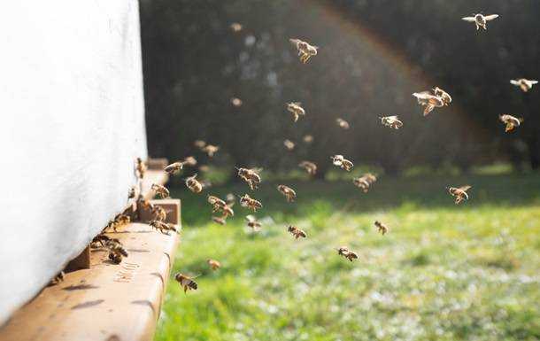 У Нідерландах провели четвертий національний перепис бджіл