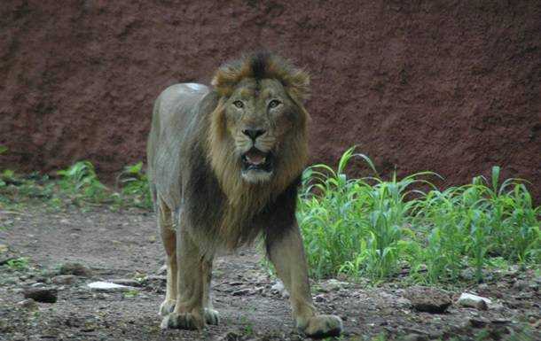 В Індії вісім левів заразилися коронавірусом
