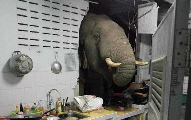 Слон проломив стіну кухні заради мішечка рису