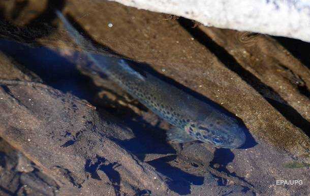 Наркотики в стічних водах можуть викликати залежність у риб