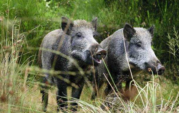 На Черкащині дикі свині тероризують село