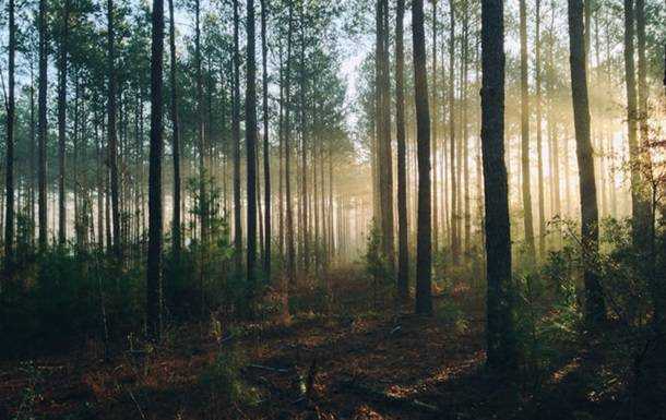 В Україні планують вирощувати "промисловий" ліс