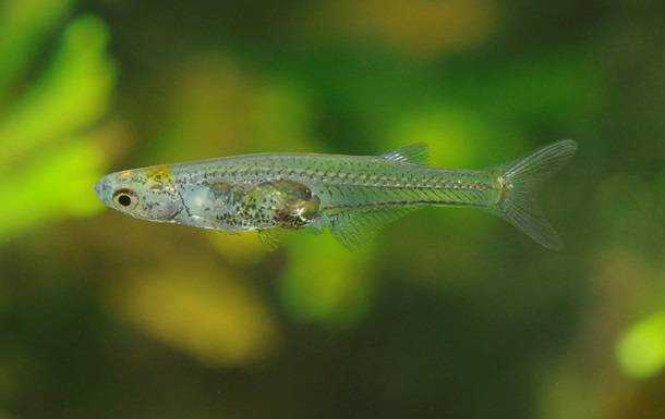 Вчені відкрили новий вид риб із крихітним мозком