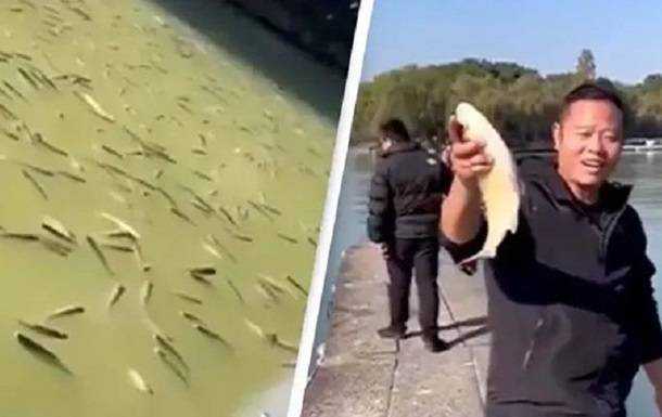 У Китаї тисячі "п'яних" риб спливли в озері