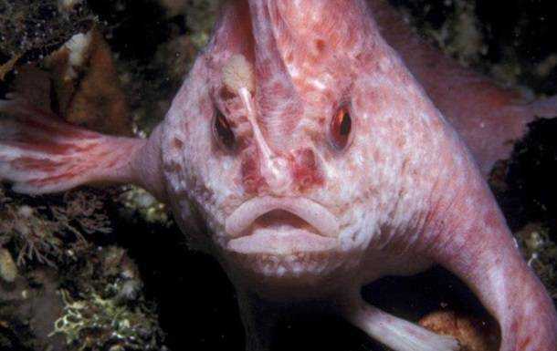 В Австралії виявили рідкісну рожеву рибу з "руками"