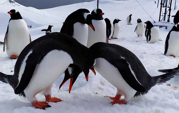 Полярники показали фото "закоханих" пінгвінів
