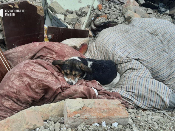 Владельцев убила российская ракета: сеть растрогало фото собаки, которая лежит на обломках разрушенного дома