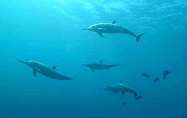 Через російську агресію в Чорному морі масово гинуть дельфіни