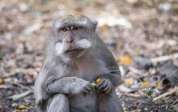 У Росії підтвердили перший випадок мавпячої віспи