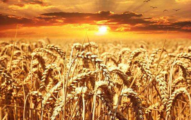 У США прогнозують збільшення врожаю пшениці та кукурудзи в Україні
