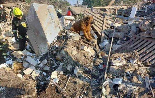 Помер пес Крим, який оплакував господарів після ракетного удару в Дніпрі