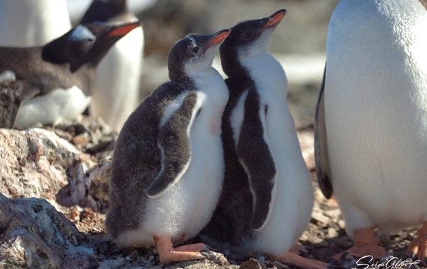 Украинские полярники показали субантарктических пингвинят