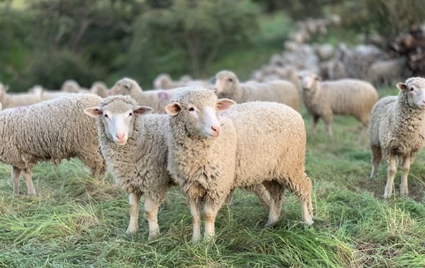В Украину ограничен ввоз овец и коз из Болгарии