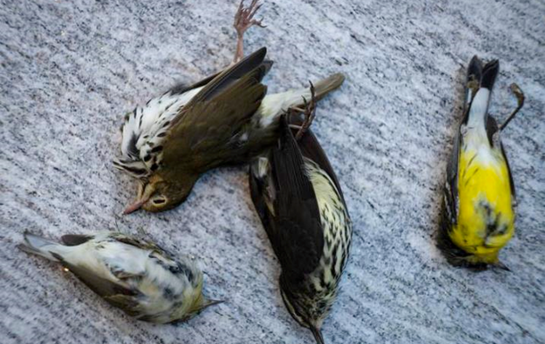 За день в Чикаго погибла тысяча птиц, врезавшись в многоэтажку